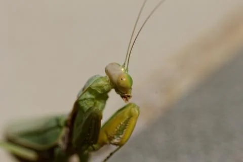Praying Mantis on the floor Stock Photos
