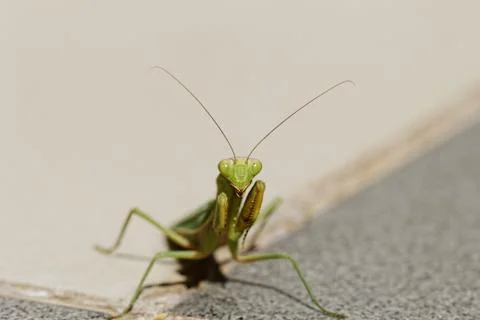 Praying Mantis on the floor Stock Photos