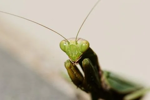 Praying Mantis on the floor Stock Photos
