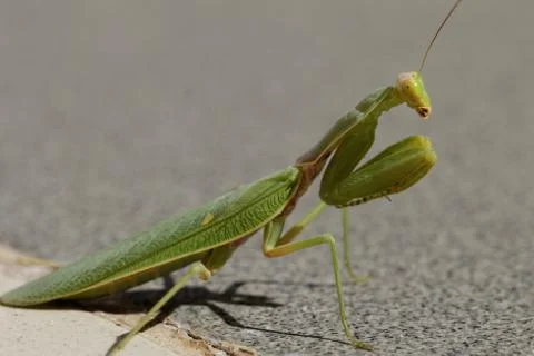 Praying Mantis on the floor Stock Photos