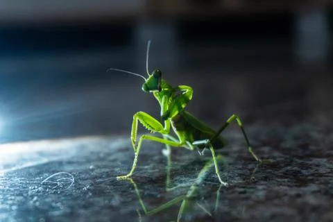 Praying Mantis On The Floor Stock Photos