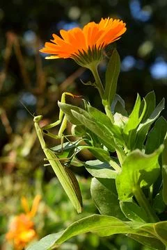 Praying Mantis on a flower of Calendula Stock Photos