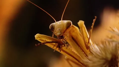 Praying Mantis on Flower Closeup. Stock Footage 307264882