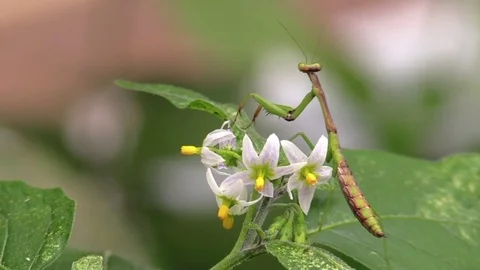 Praying mantis on flowering plant Stock Footage 79428236