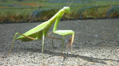 Praying Mantis Fly Away Stock Footage 10884059