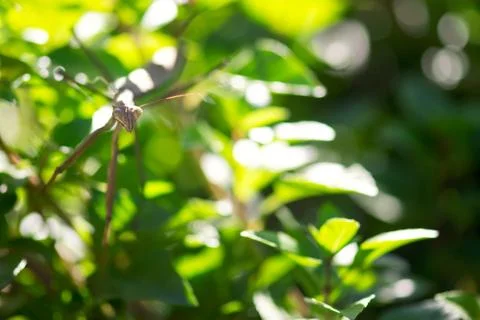 Praying Mantis In Foliage Stock Photos