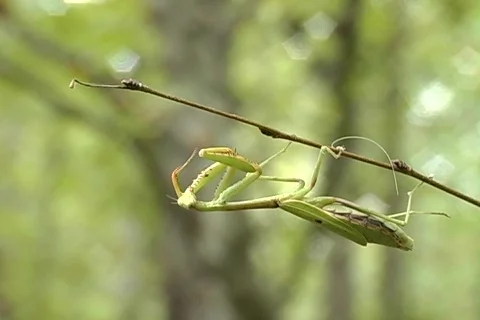 Praying Mantis Stockbeeldmateriaal 858225