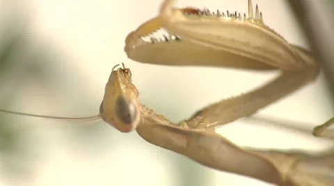 Praying Mantis Video stock 8555955