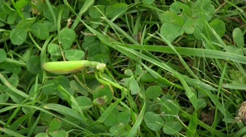 Praying Mantis Stock Footage 10580007