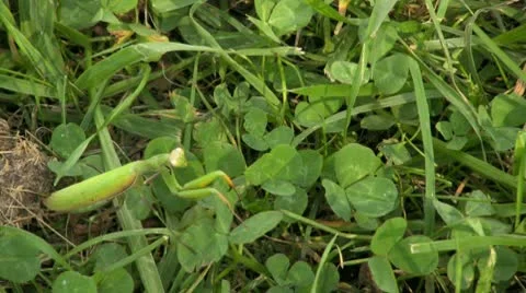 Praying Mantis Stock Footage 10580027