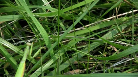 Praying Mantis Stock Footage 10585994