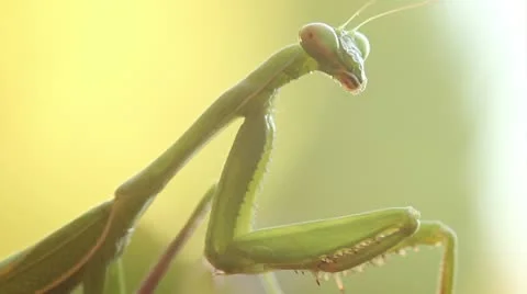 Praying Mantis Stock Footage 15878139