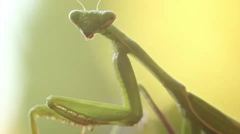 Praying Mantis Stock Footage 15887829
