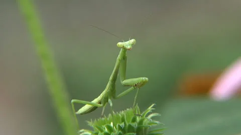 Praying Mantis Vídeo Stock 26574182
