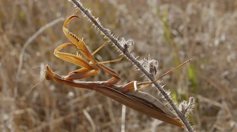 Praying mantis Stock Footage 35739356