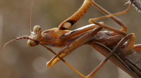 Praying mantis Stock Footage 35739633