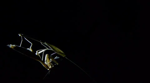 Praying mantis Stock Footage 35755187