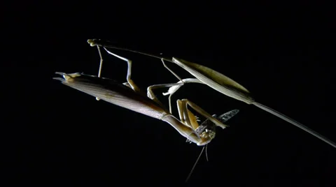Praying mantis Stock Footage 35755480