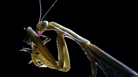 Praying mantis Stock Footage 35755488