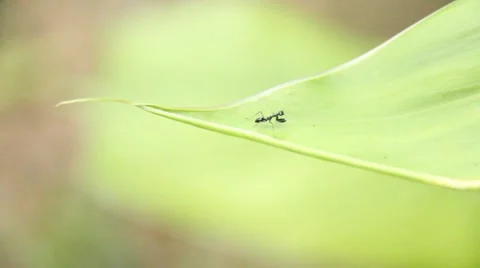 Praying mantis Stock Footage 42546346