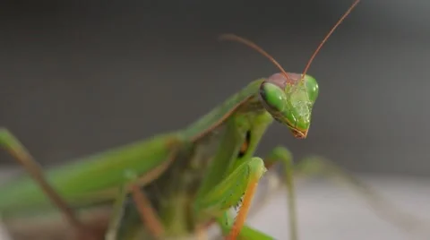 Praying mantis Video stock 44612074