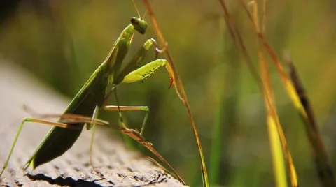 Praying Mantis Stock Footage 49730903