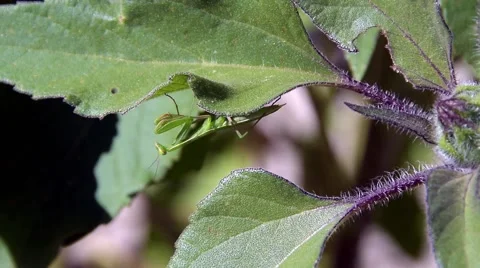 Praying Mantis Stock Footage 51632103