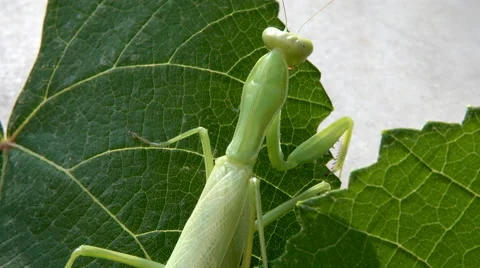 Praying mantis Vidéo 68026502