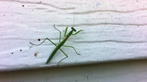 Praying Mantis 動画素材 68973363