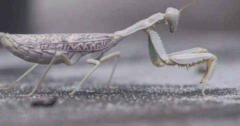 PRAYING MANTIS Stock Footage 82437223
