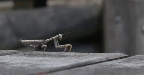 PRAYING MANTIS Stock Footage 82439111