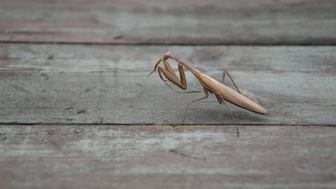 Praying mantis Stock Footage 94418758