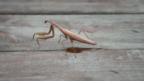 Praying mantis Stock Footage 94419150