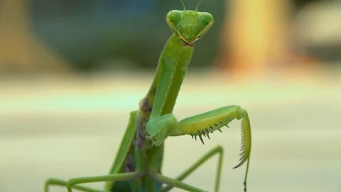 Praying Mantis Video stock 95962587