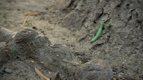 Praying Mantis Stock Footage 98622491