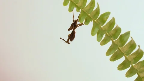 Praying mantis Stock Footage 99499054