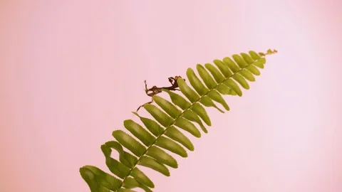 Praying mantis Stock Footage 99508147