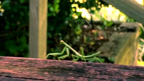 Praying Mantis  Stock Footage 135180402