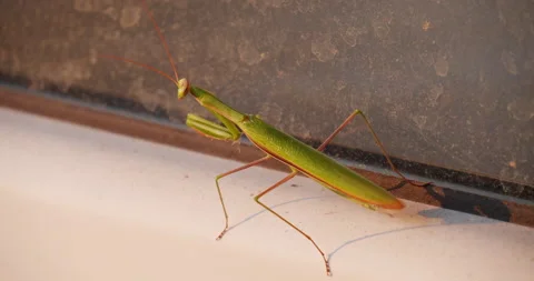 Praying Mantis Stock Footage 158542953