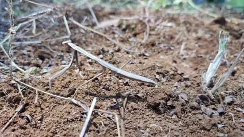 Praying mantis Stock Footage 164079209