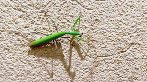 Praying mantis Stockbeeldmateriaal 218228351