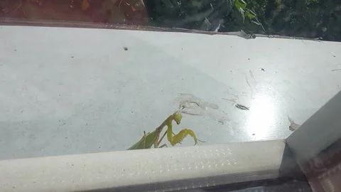 Praying mantis Stock Footage 225045278