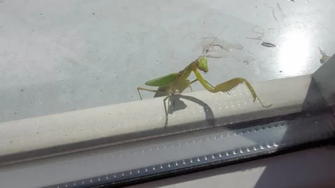Praying mantis Stock Footage 225046082