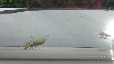 Praying mantis Stock Footage 225046728
