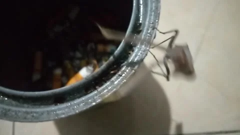 Praying mantis Stock Footage 244934587