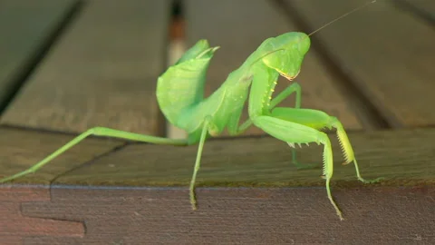 Praying mantis Video stock 251740436