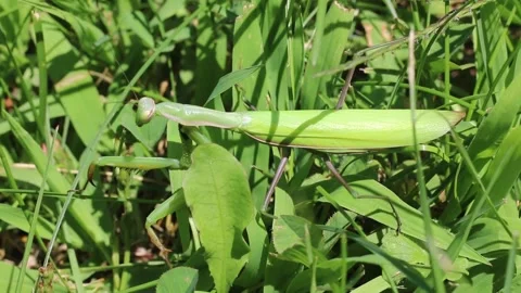 Praying Mantis Stock Footage 253897579