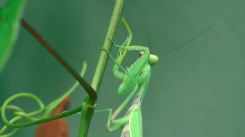 Praying mantis Stock Footage 255453164