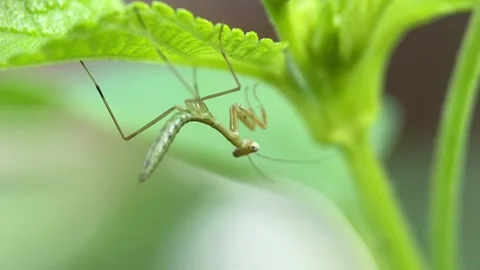 The praying mantis. Stock Footage 263957058