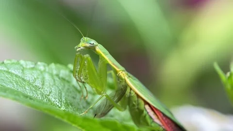 The praying mantis. Stock Footage 293749559